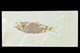 Fossil Fish (Knightia) - Wyoming #148582-1